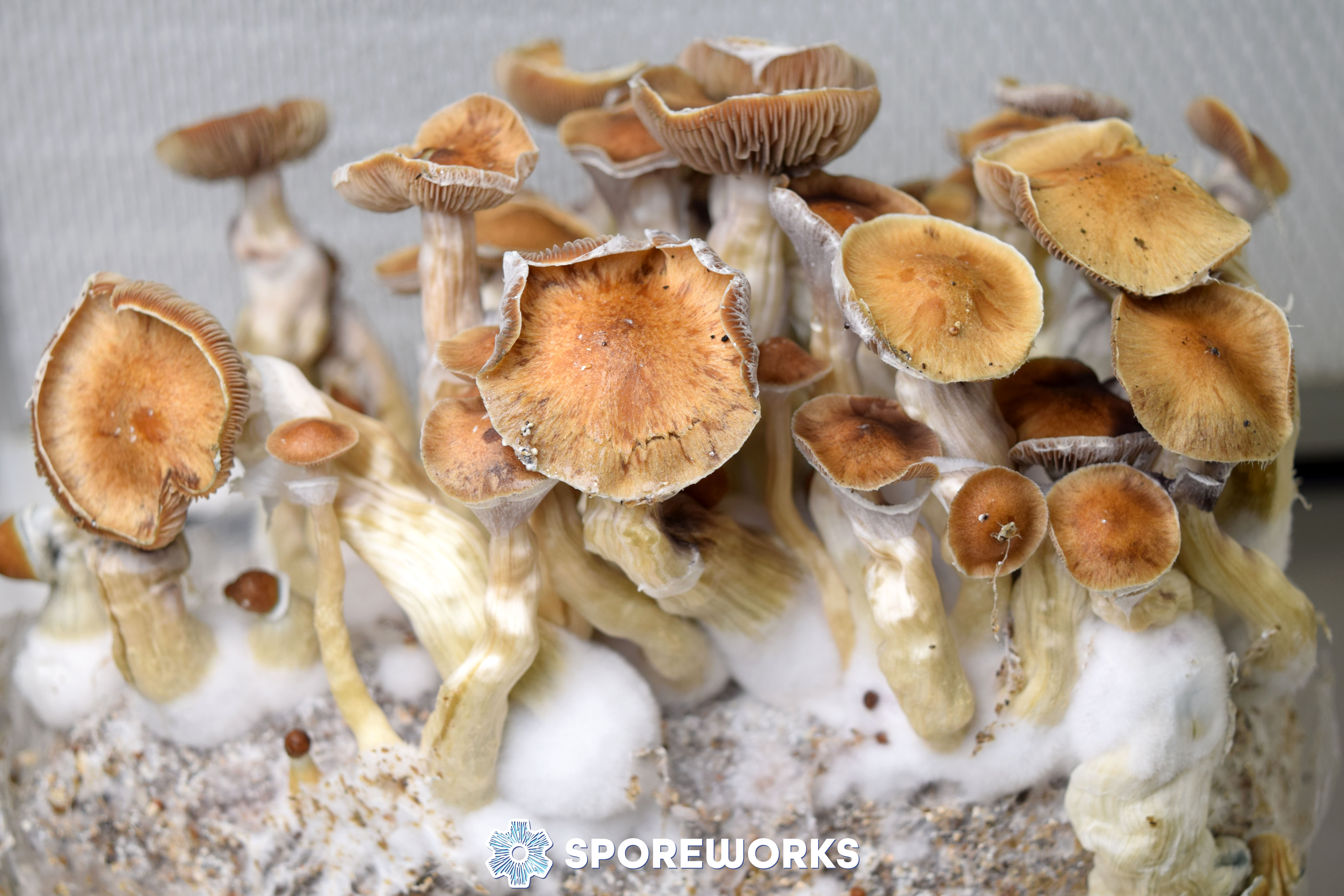 Psilocybe cubensis Jedi Mind Fuck Spore Syringe